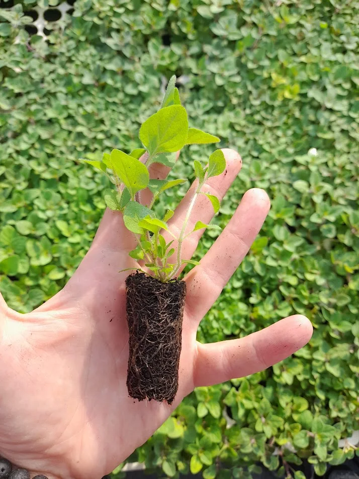 Palánta kézben, látható gyökérlabdával